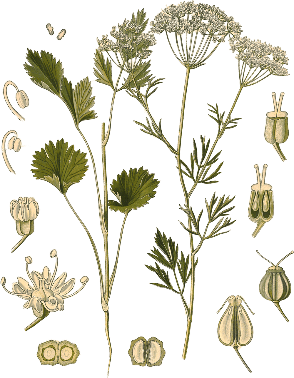 Pimpinella anisum