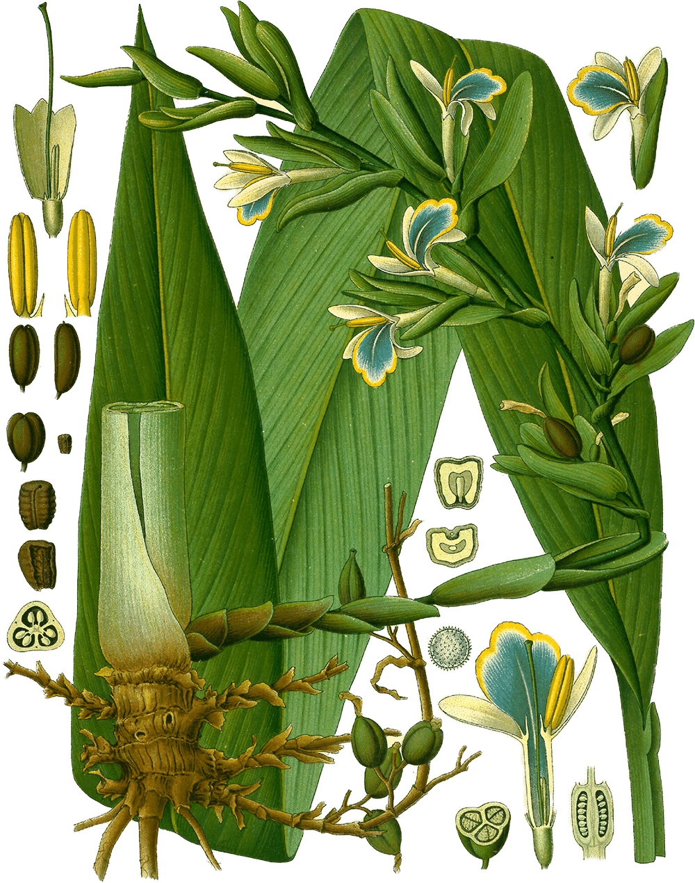 Elettaria cardamomum