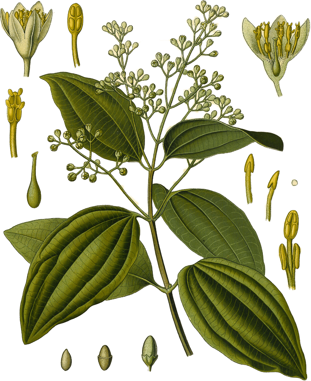 Cinnamomum verum