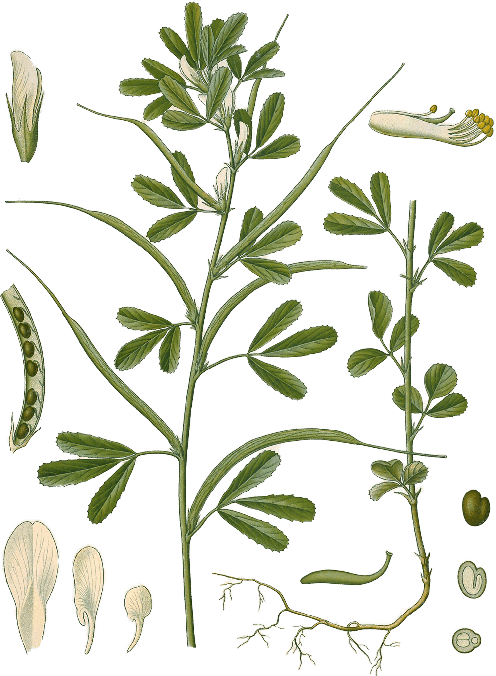 Trigonella foenum-graecum