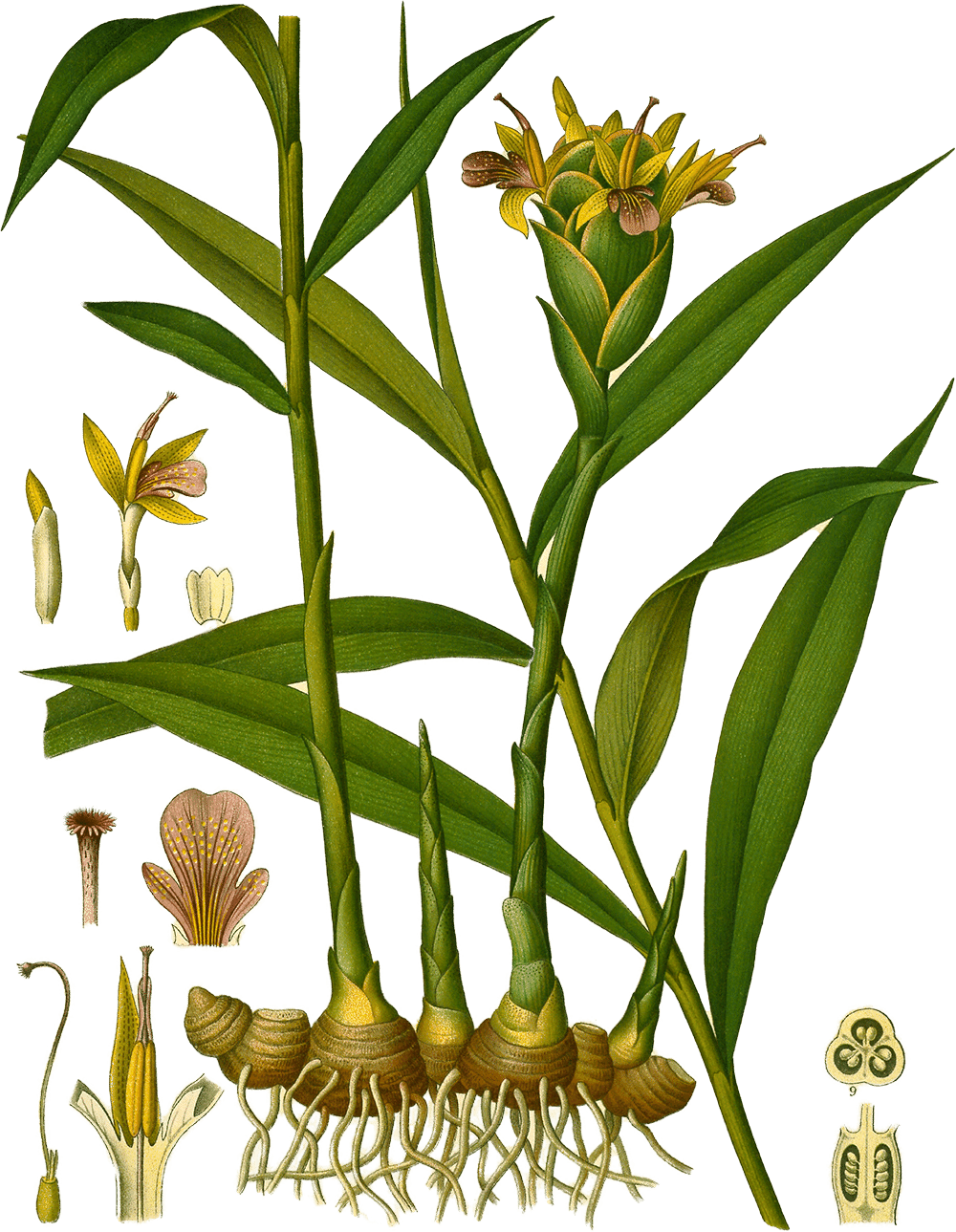 Zingiber officinale