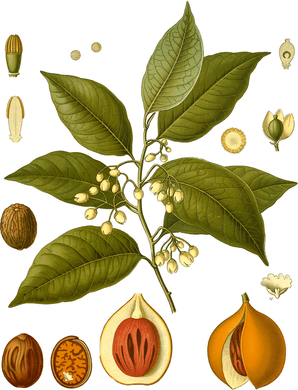 Myristica fragrans