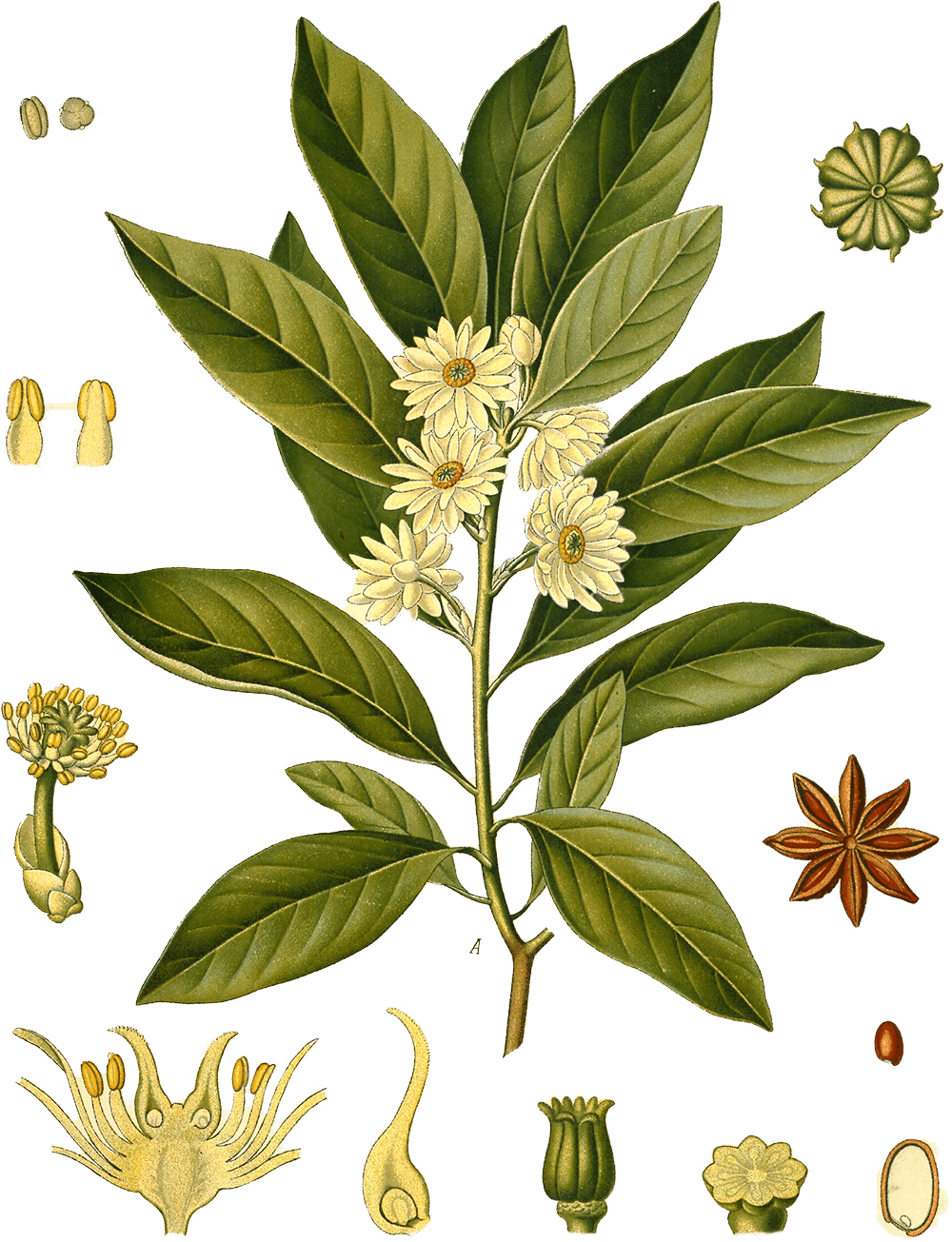 Illicium verum