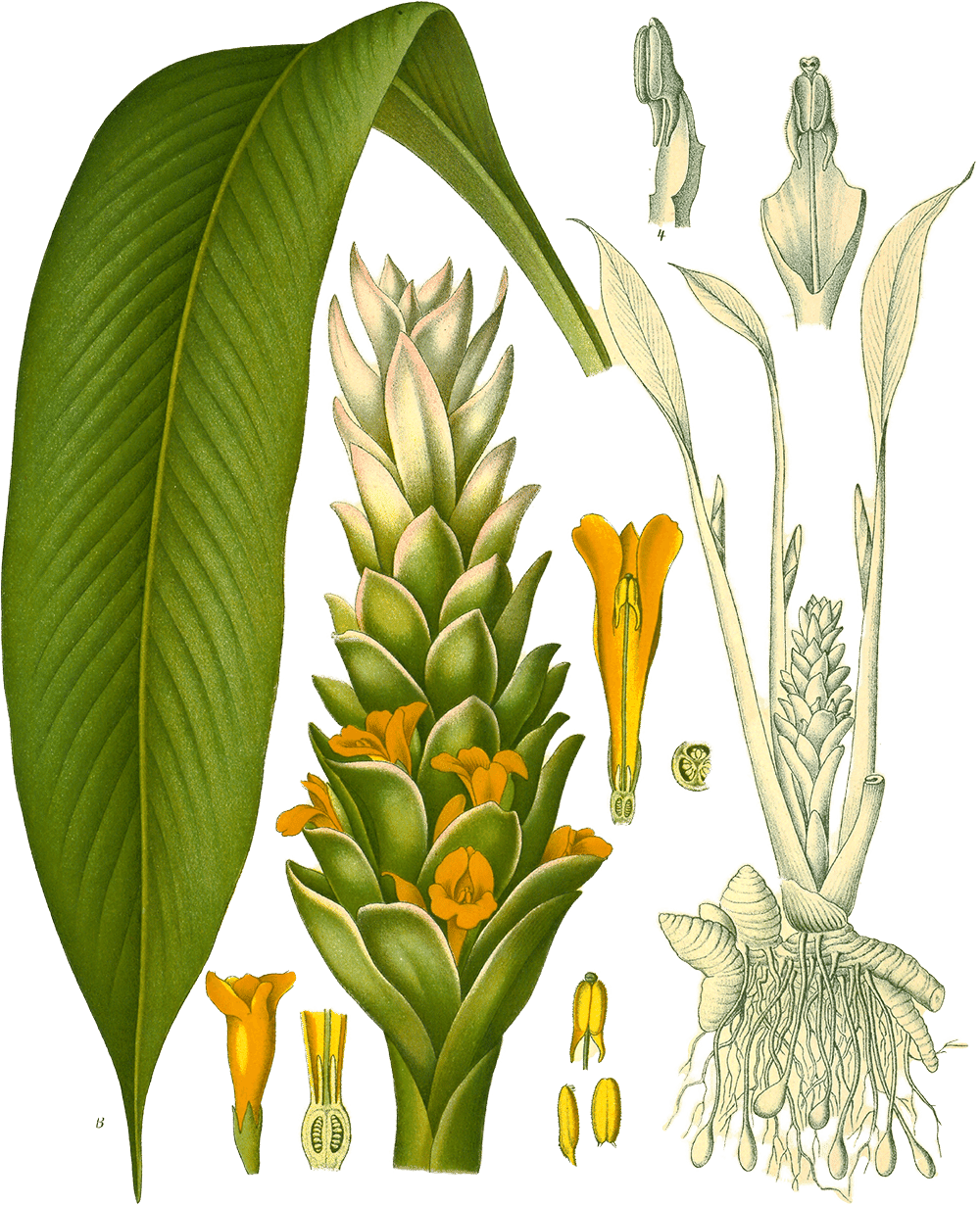 Curcuma longa