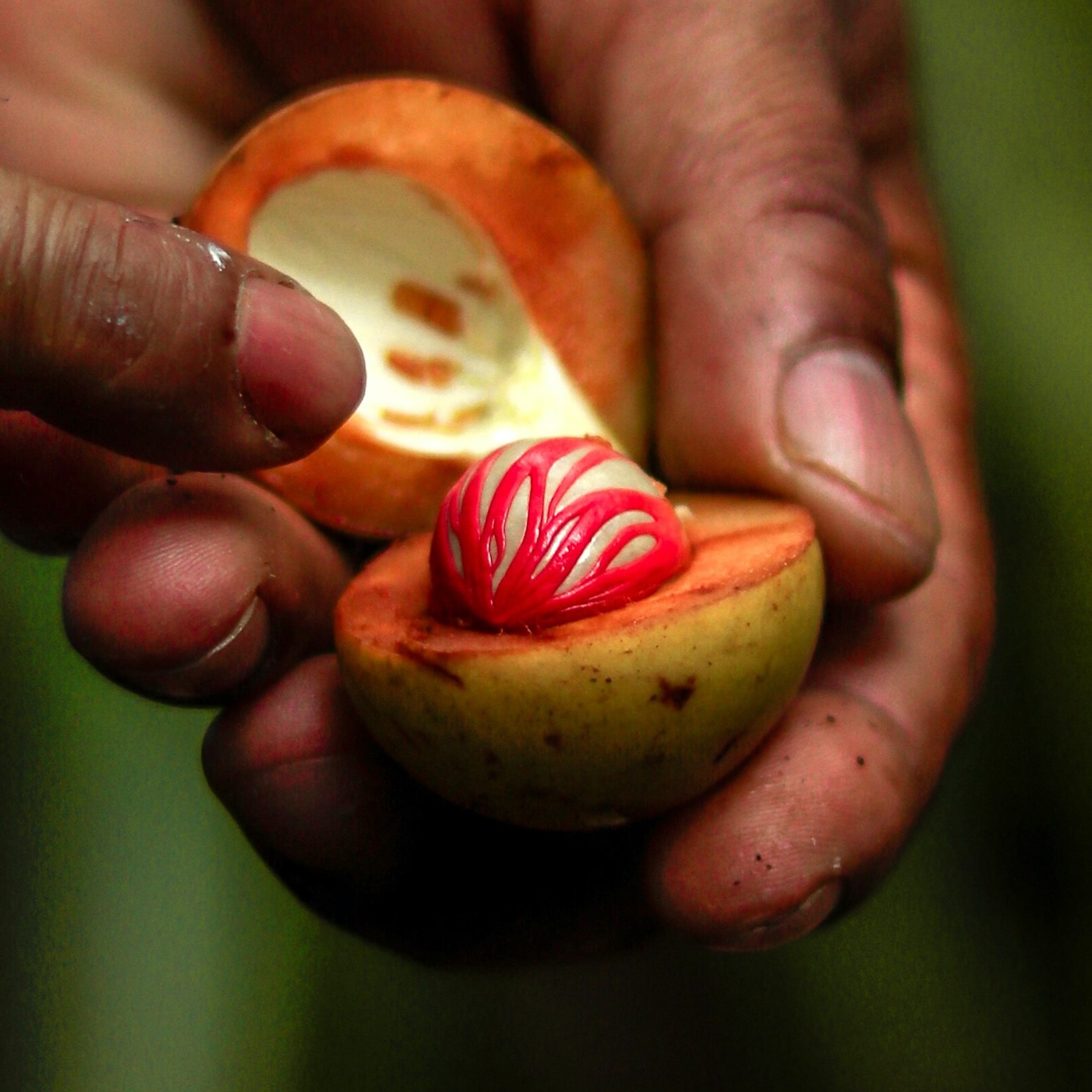 Nutmeg | Aromatica