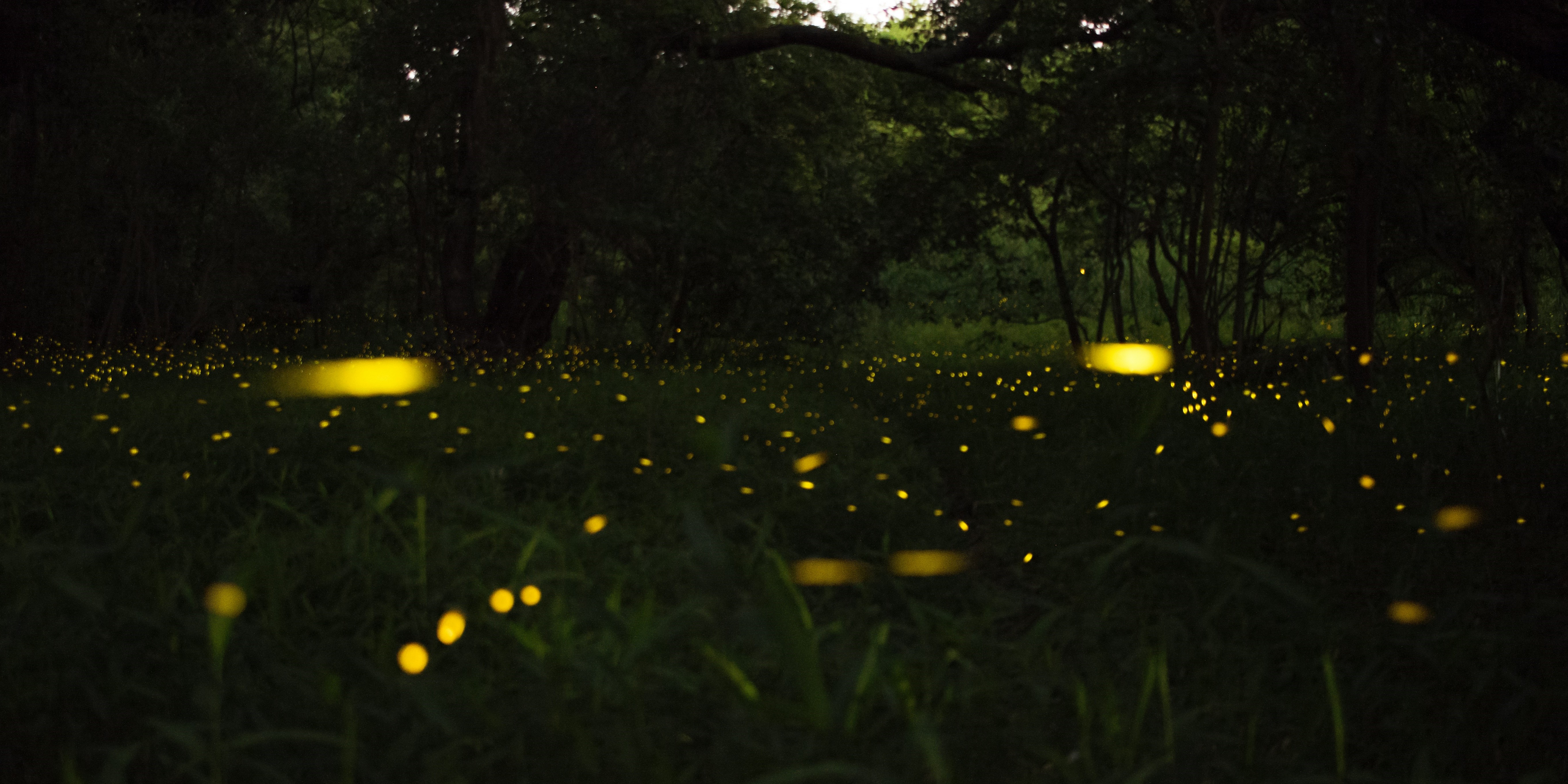 Fireflies