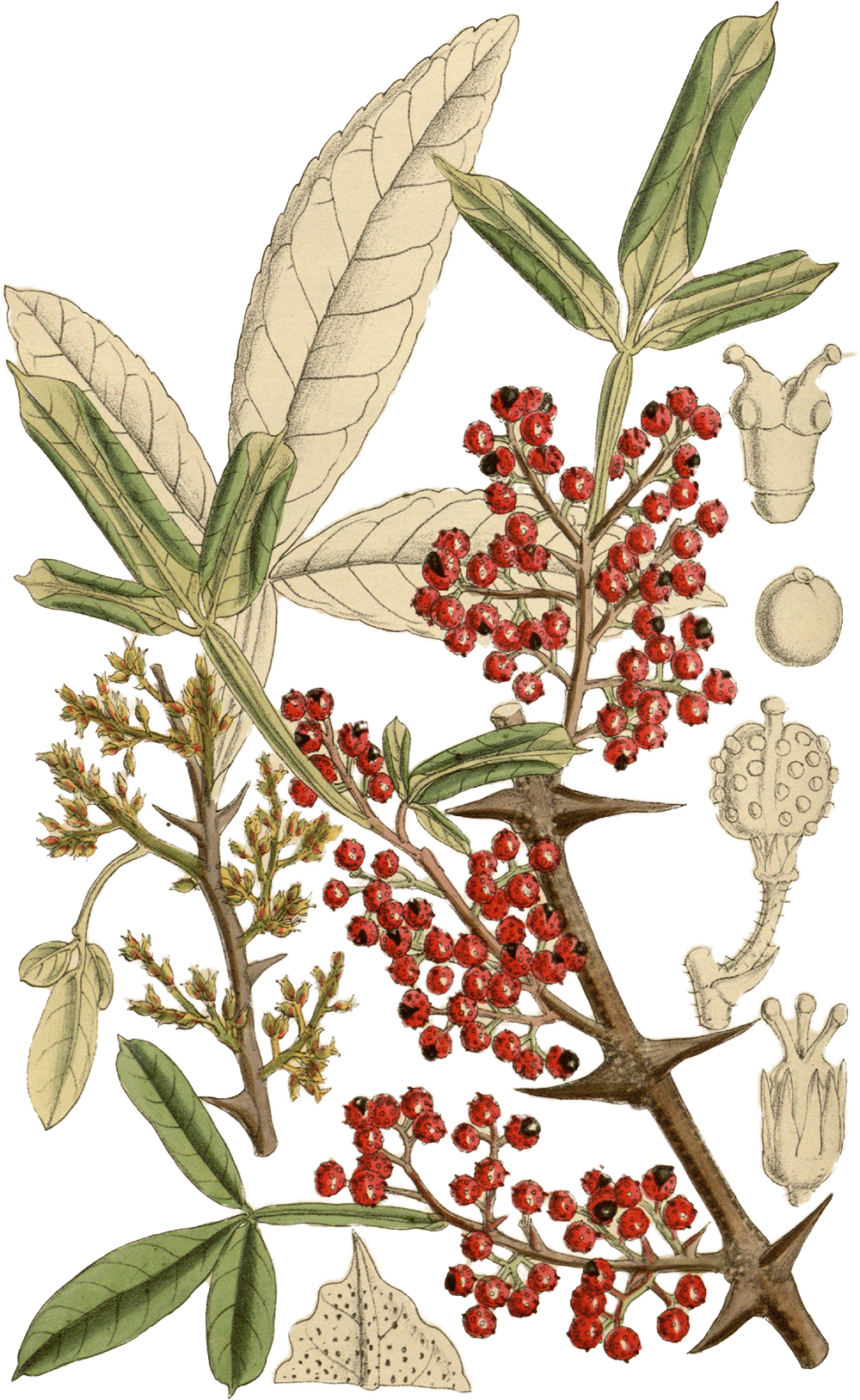 Illustration of Zanthoxylum bungeanum