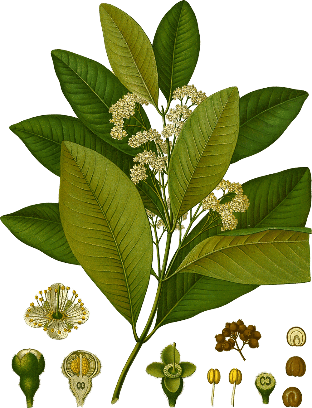 Illustration of Pimenta dioica