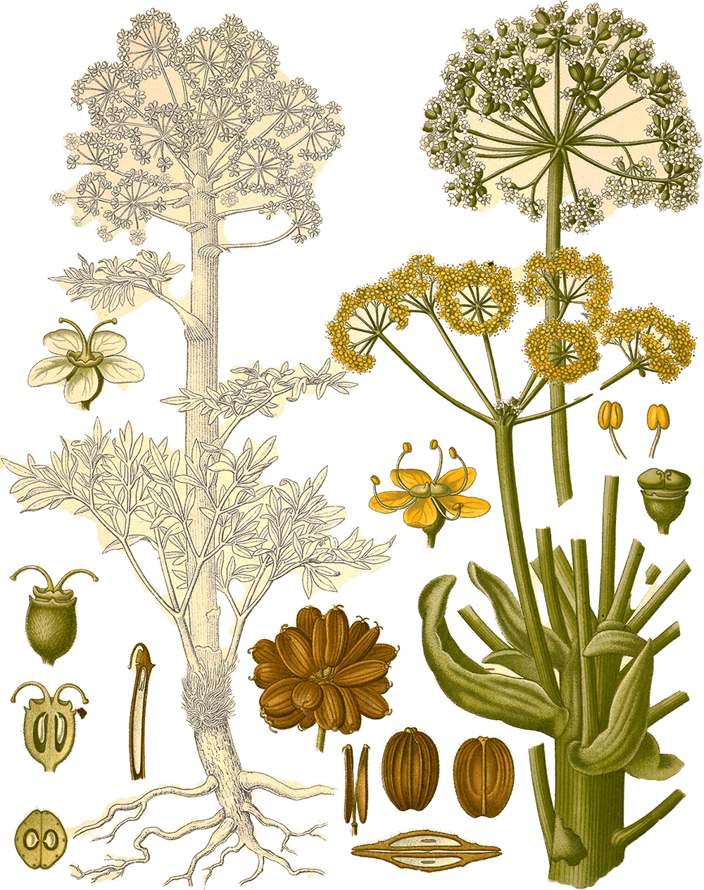 Illustration of Ferula foetida