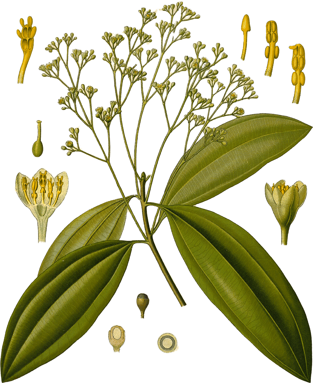 Illustration of Cinnamomum cassia