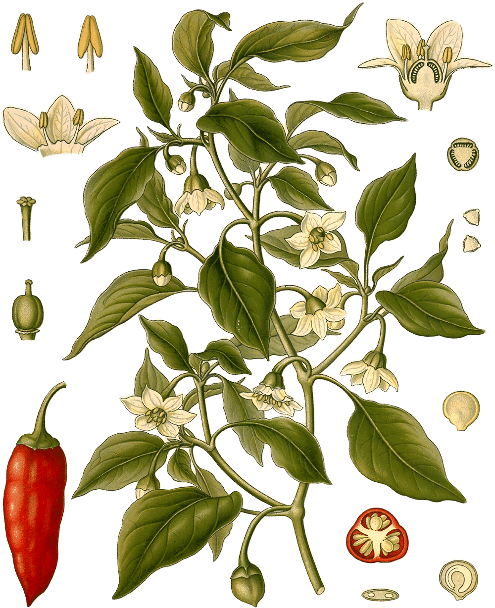 Illustration of Capsicum annuum