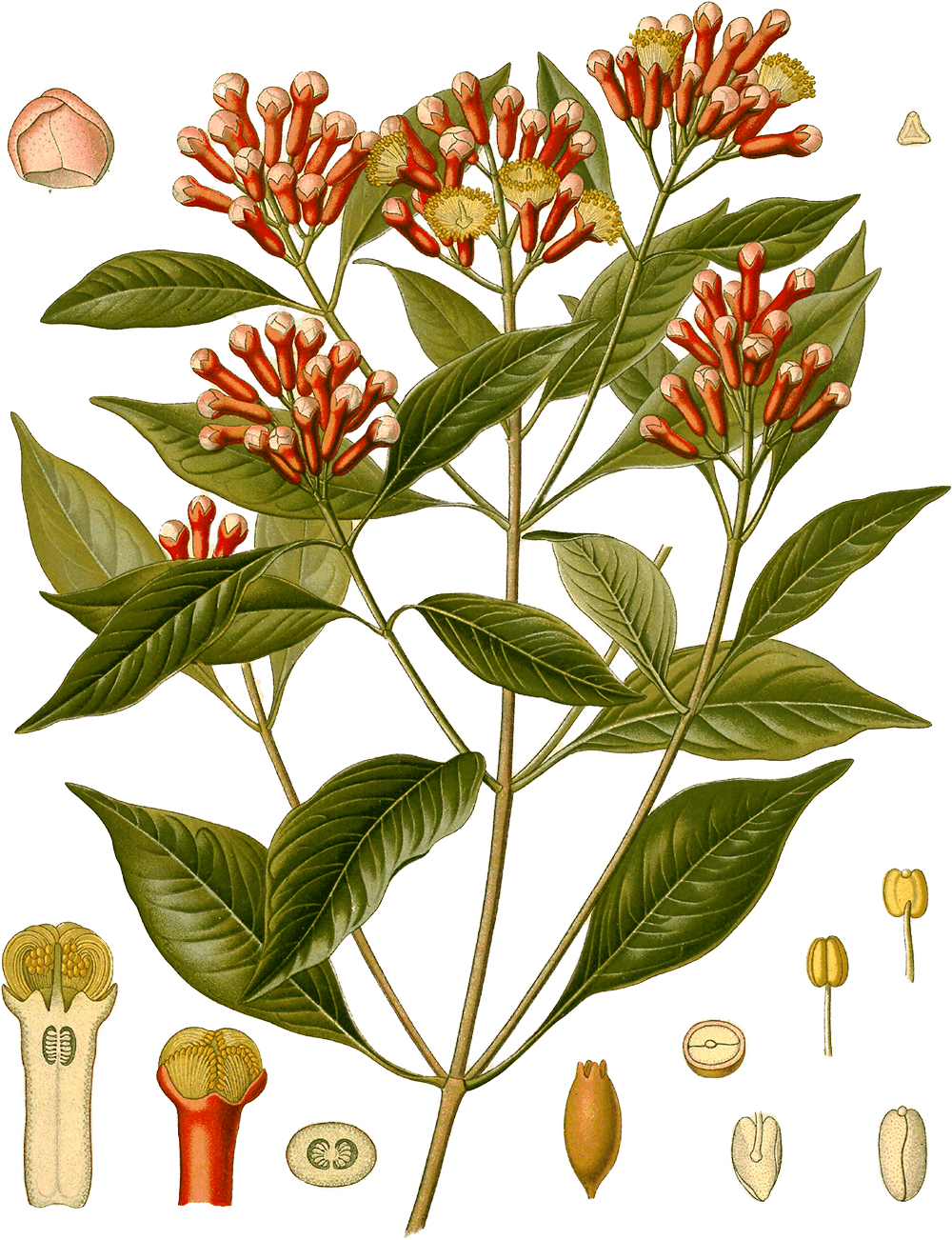 Illustration of Syzygium aromaticum