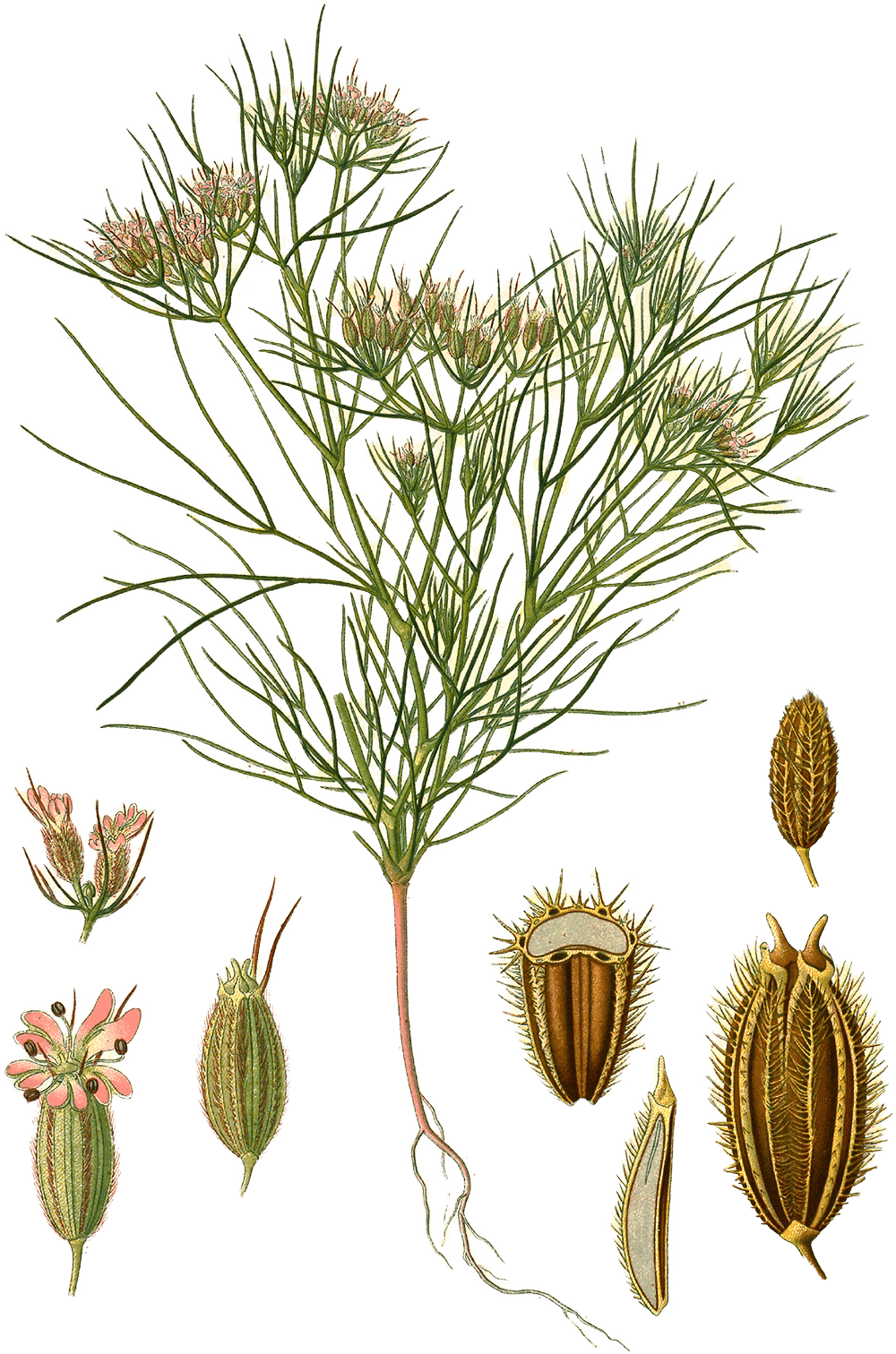 Illustration of Cuminum cyminum