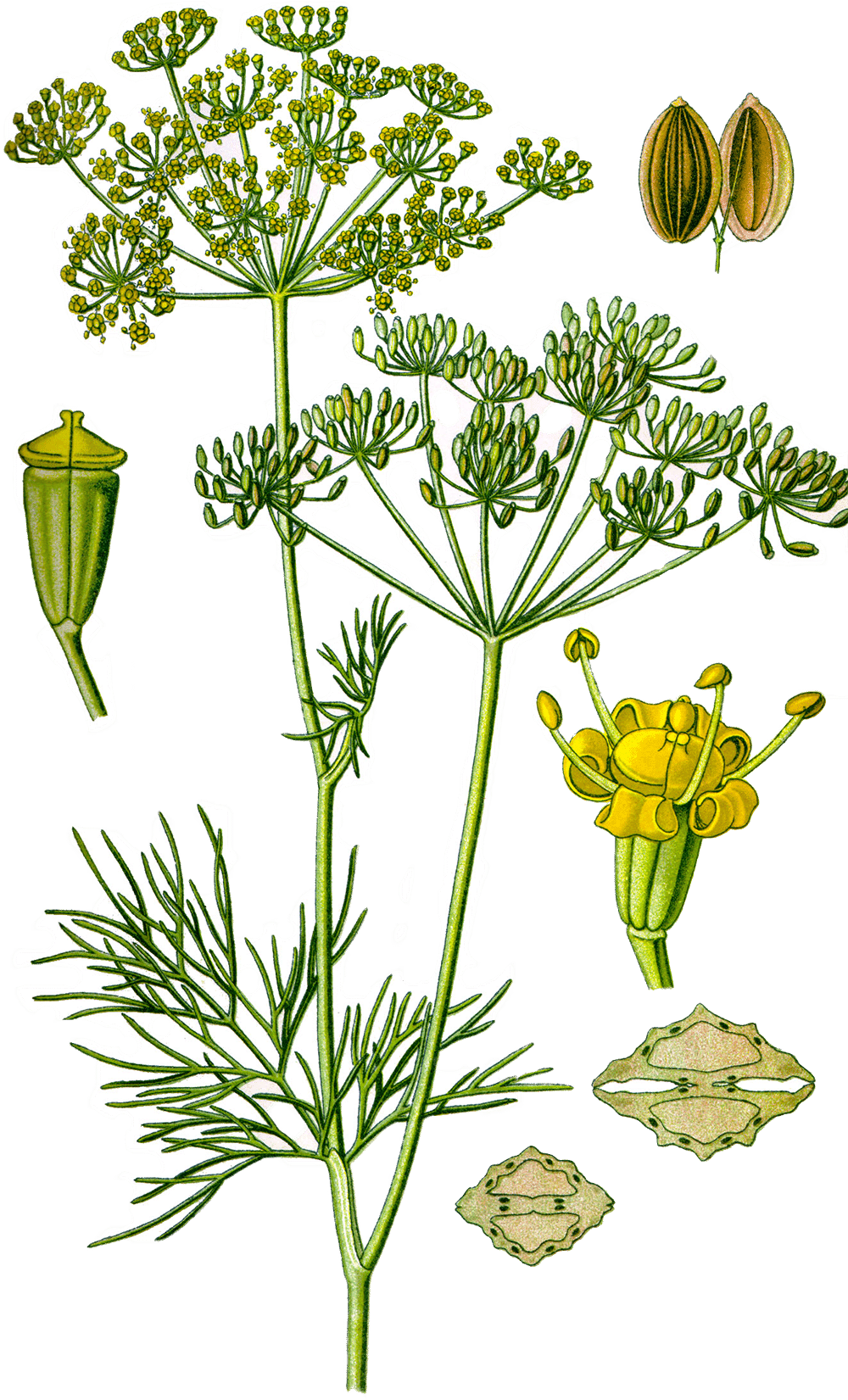 Illustration of Anethum graveolens