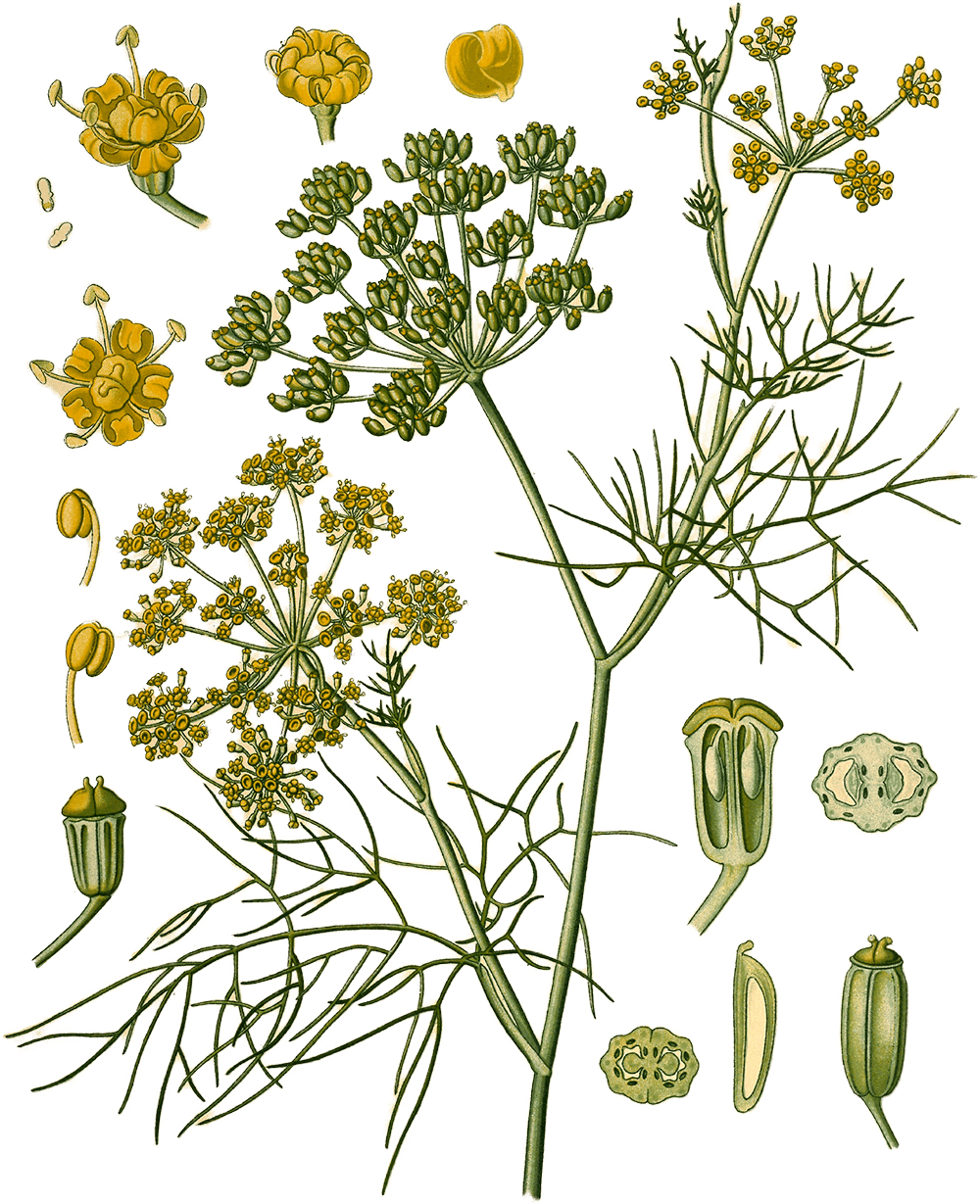 Illustration of Foeniculum vulgare