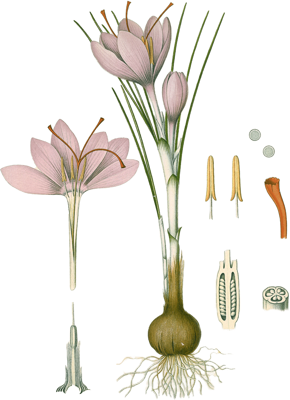 Illustration of Crocus sativus