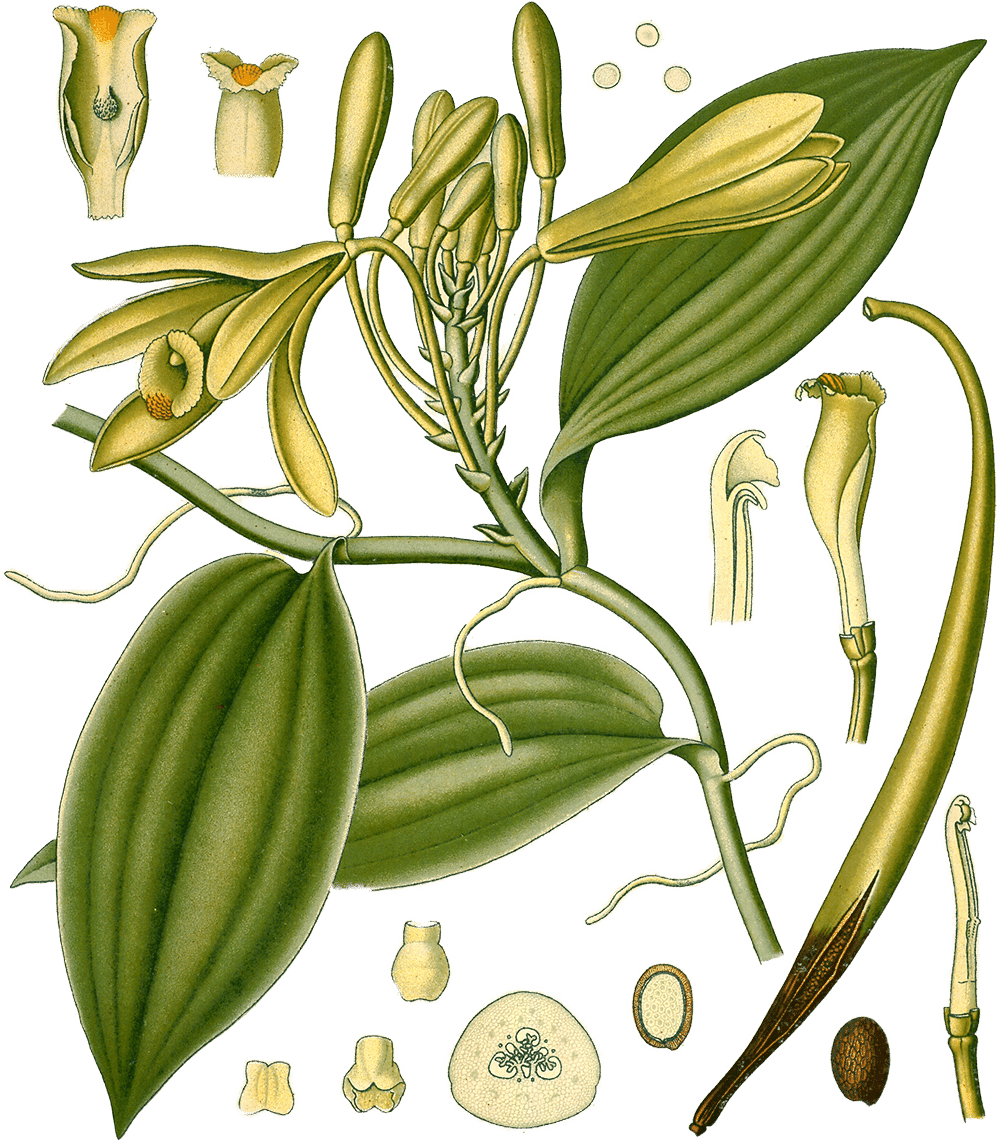 Illustration of Vanilla planifolia